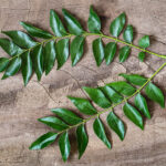 curry-leaves-732x549-thumbnail-732x549