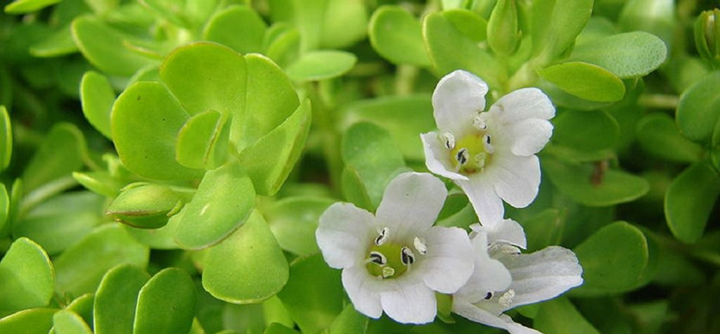 Bacopa-monnieri-1024x475